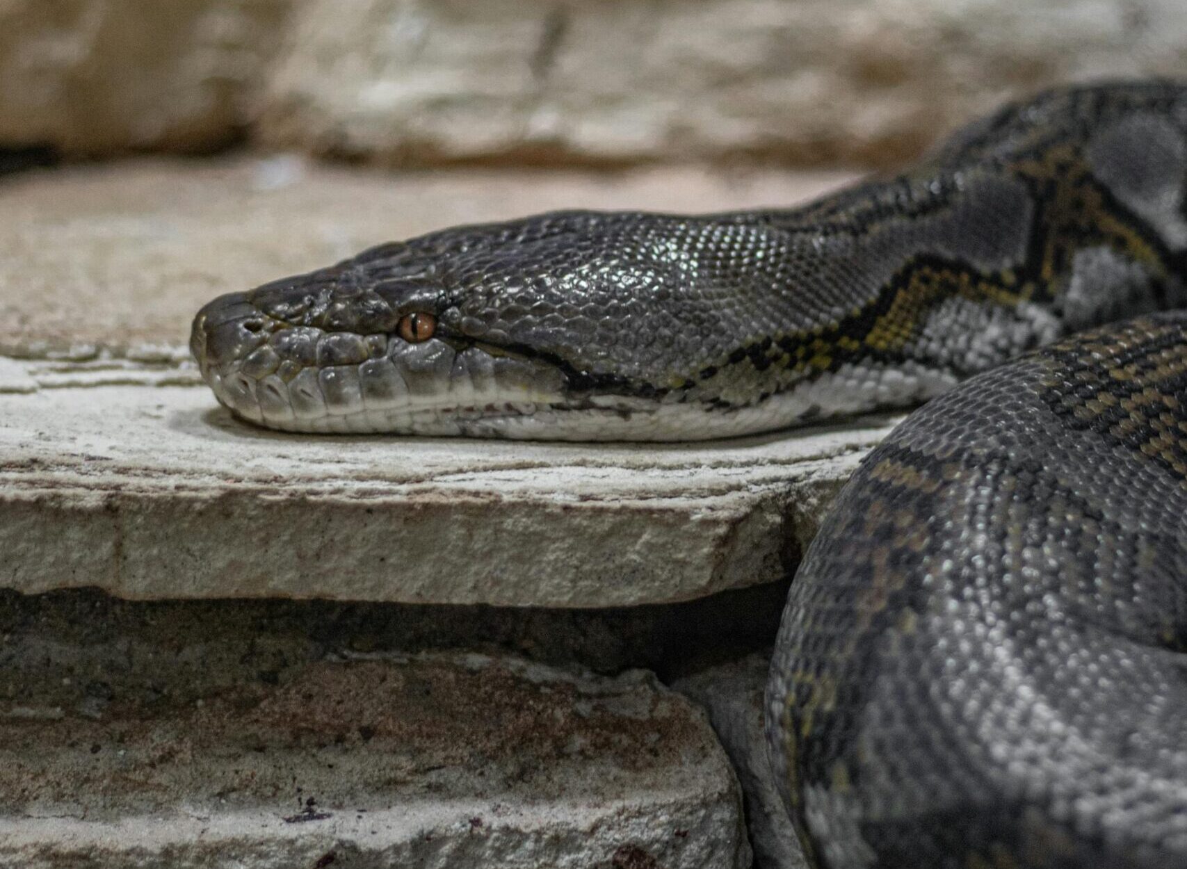 Behind the Code: How Rust is Making Your Python Applications Faster and Stronger